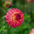 Dalia 'Armateras'