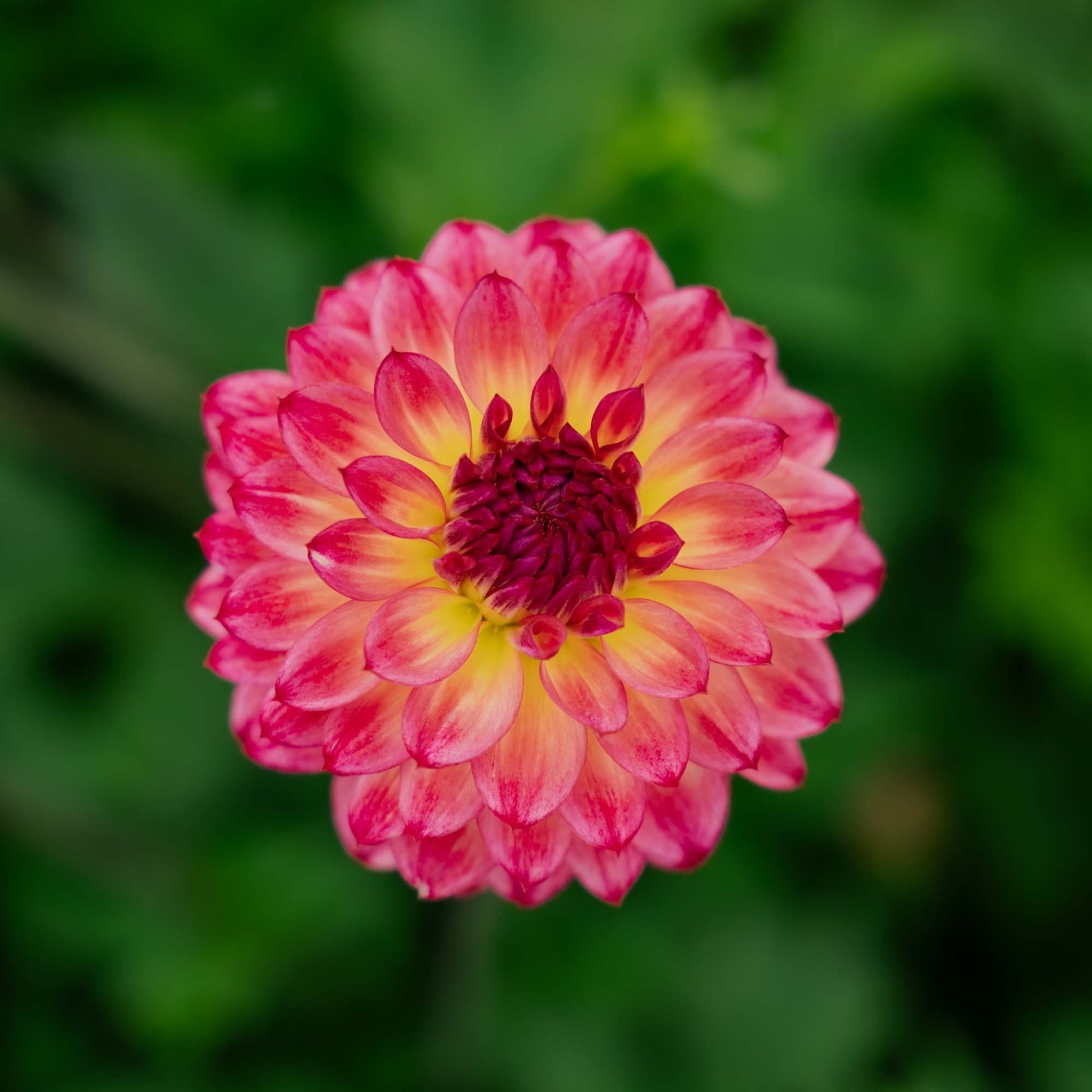 Dalia 'Armateras'
