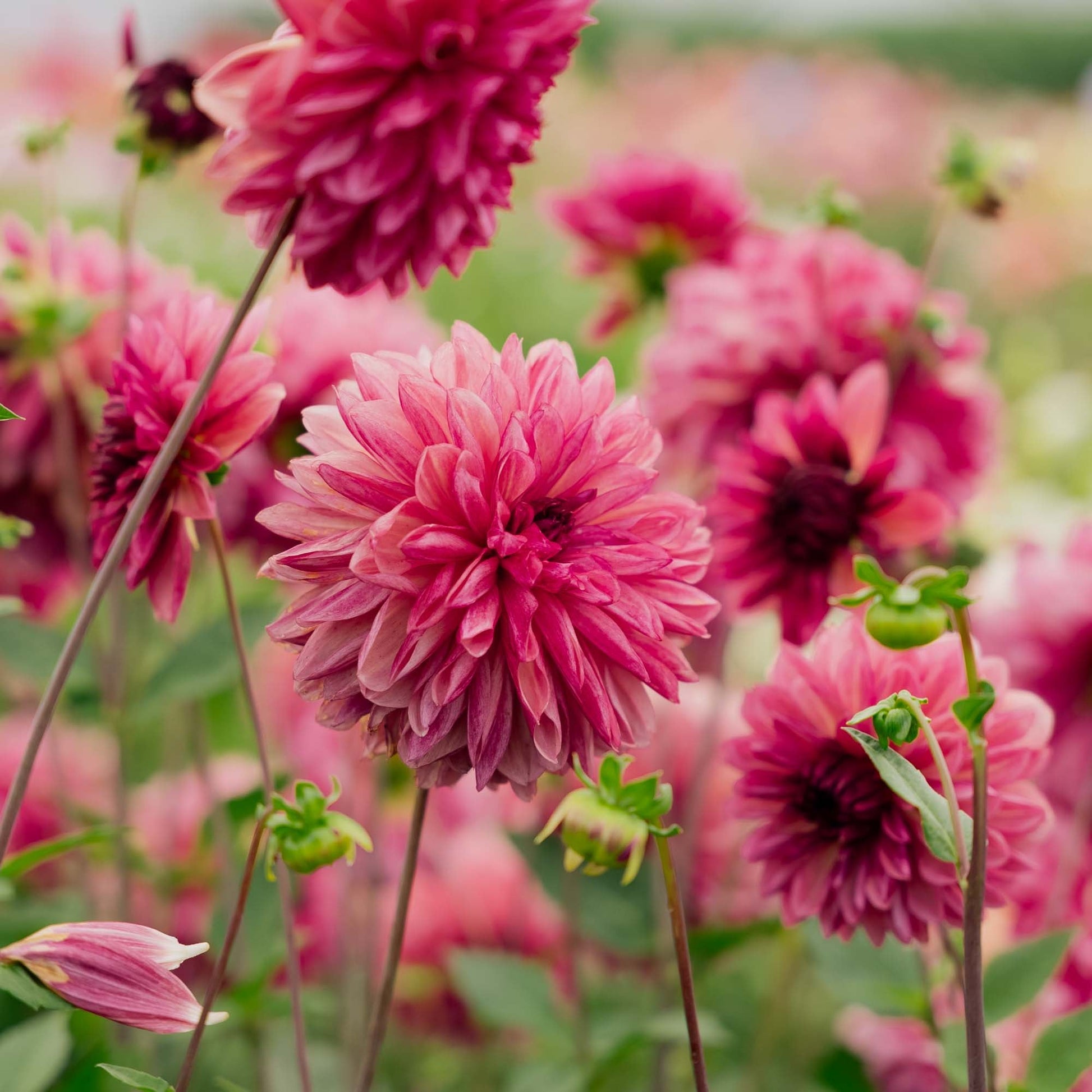 Dalia 'Bacardi'