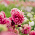Dalia 'Bacardi'