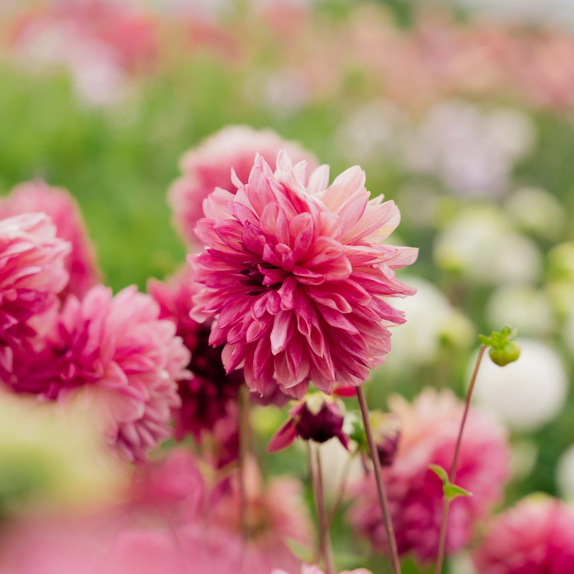 Dalia 'Bacardi'