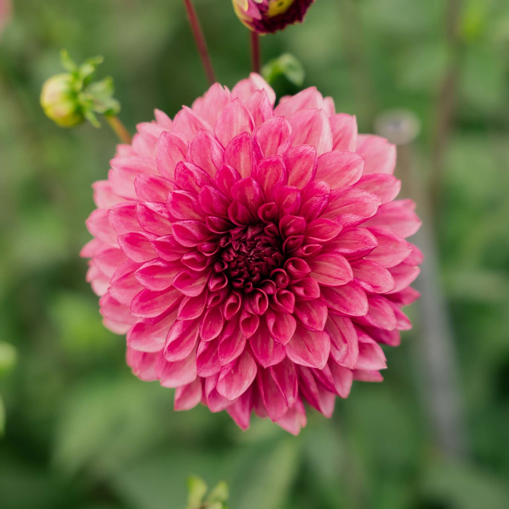 Dalia 'Bacardi'