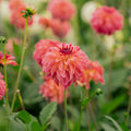 Dalia 'Belfloor'