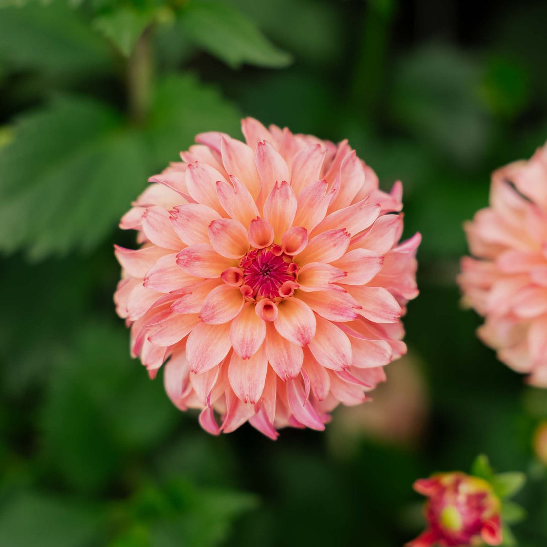 Dalia 'Belfloor'