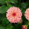 Dalia 'Belfloor'