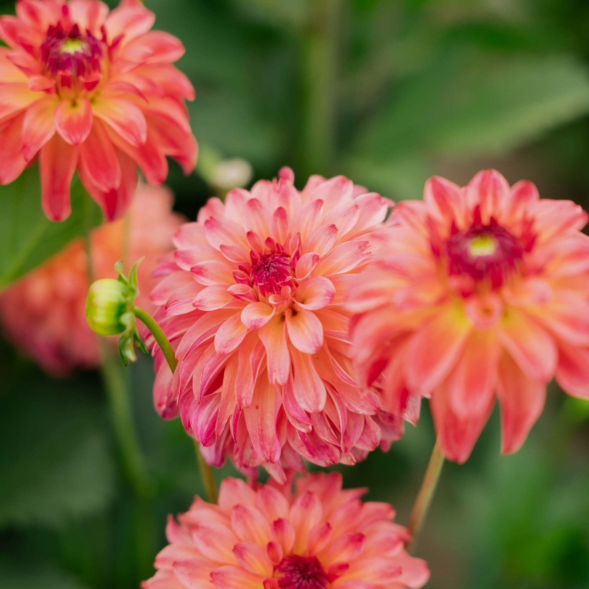 Dalia 'Belfloor'