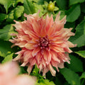 Dalia 'Belle of Barmera'