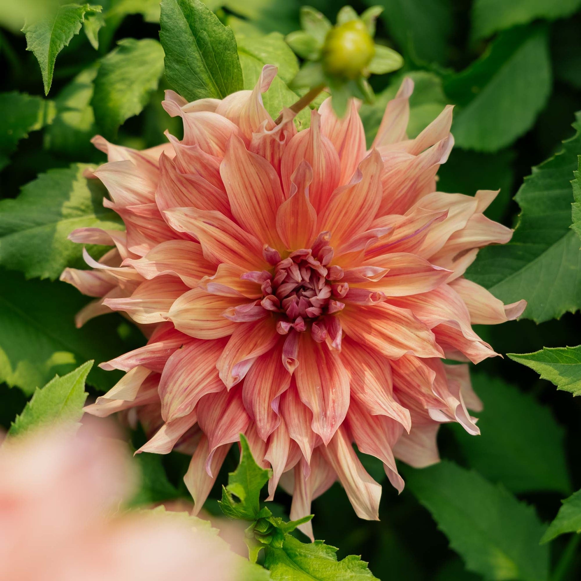 Dalia 'Belle of Barmera'