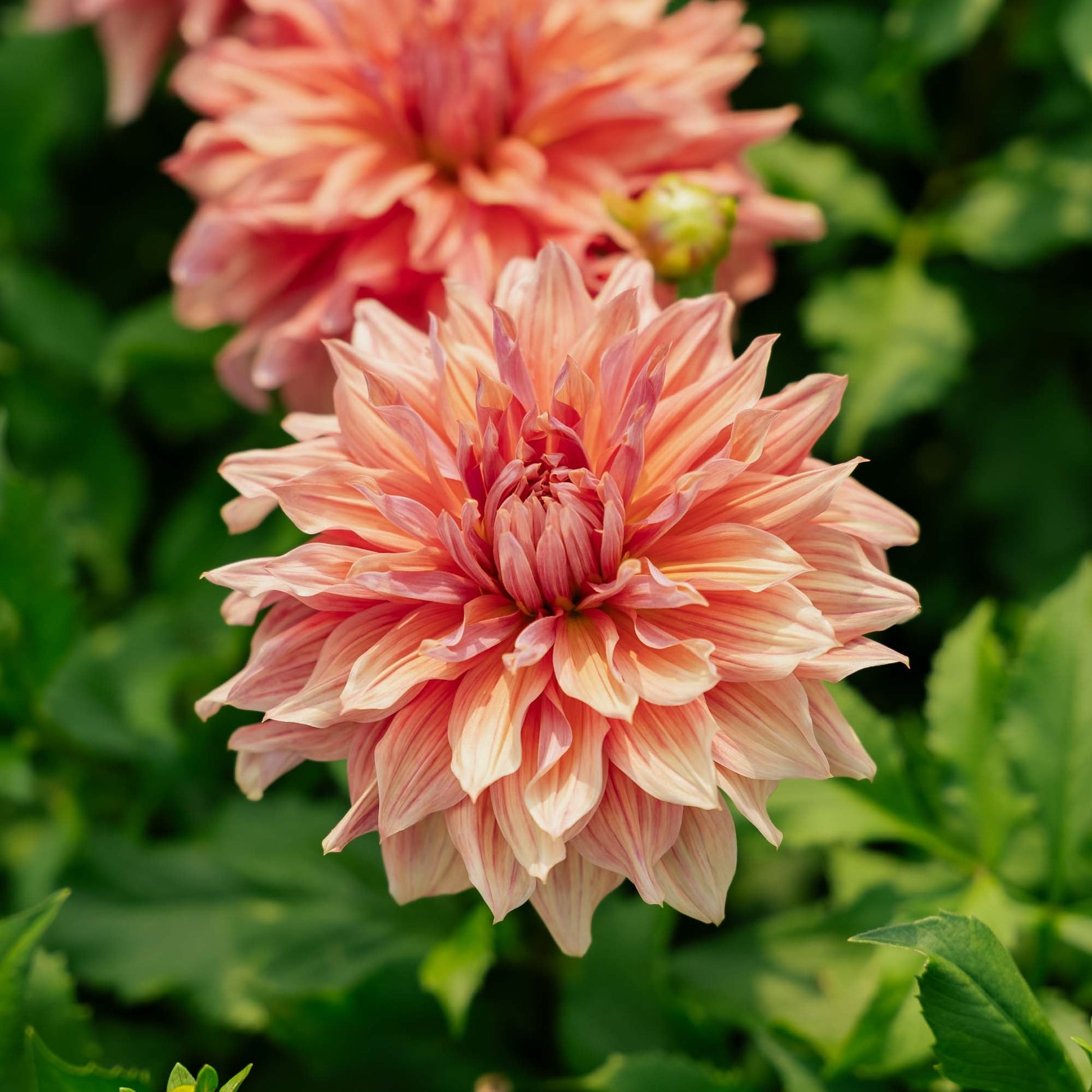 Dalia 'Belle of Barmera'