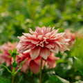 Dalia 'Belle of Barmera'