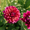 Dalia 'Berner Oberland'