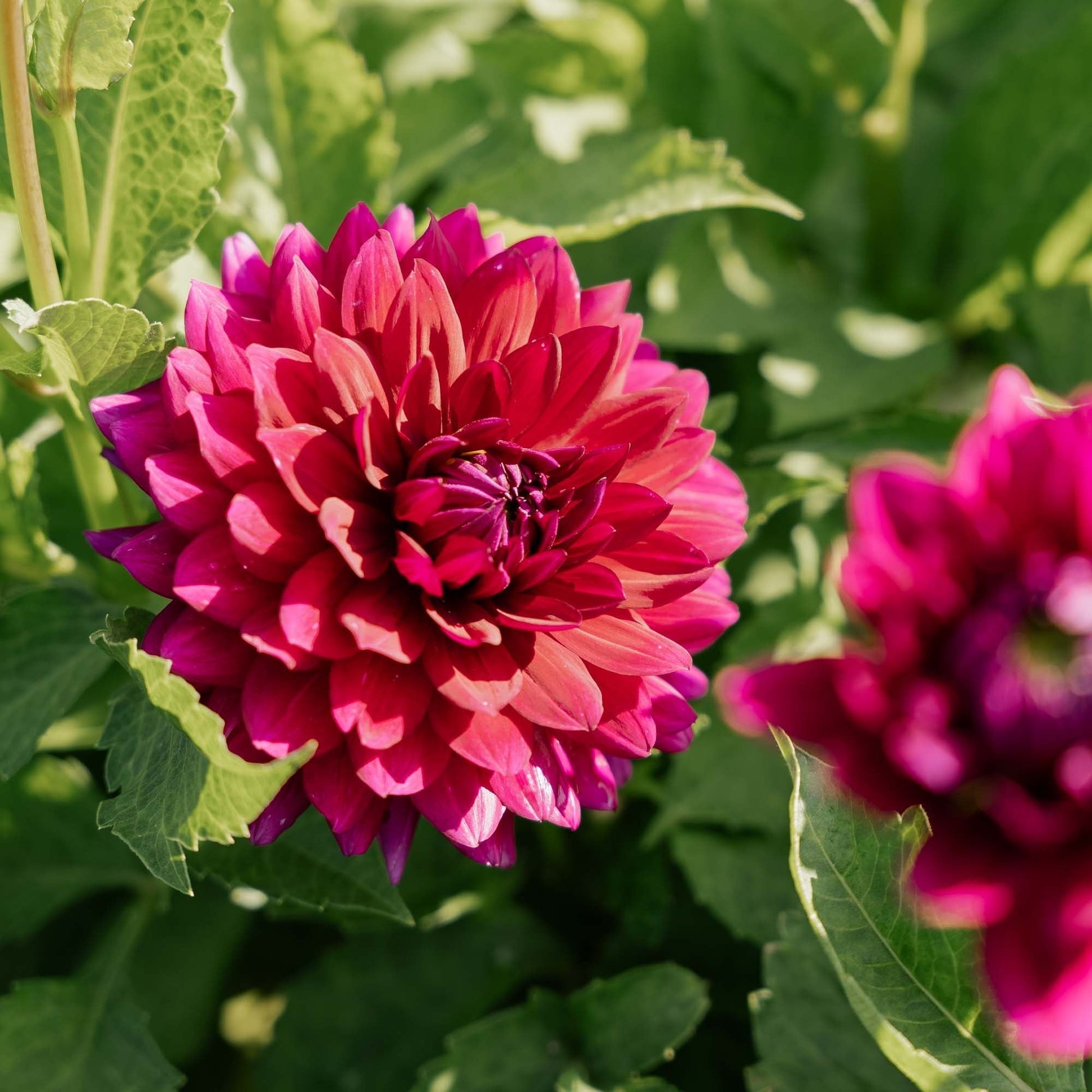 Dalia 'Berner Oberland'