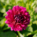 Dalia 'Berner Oberland'