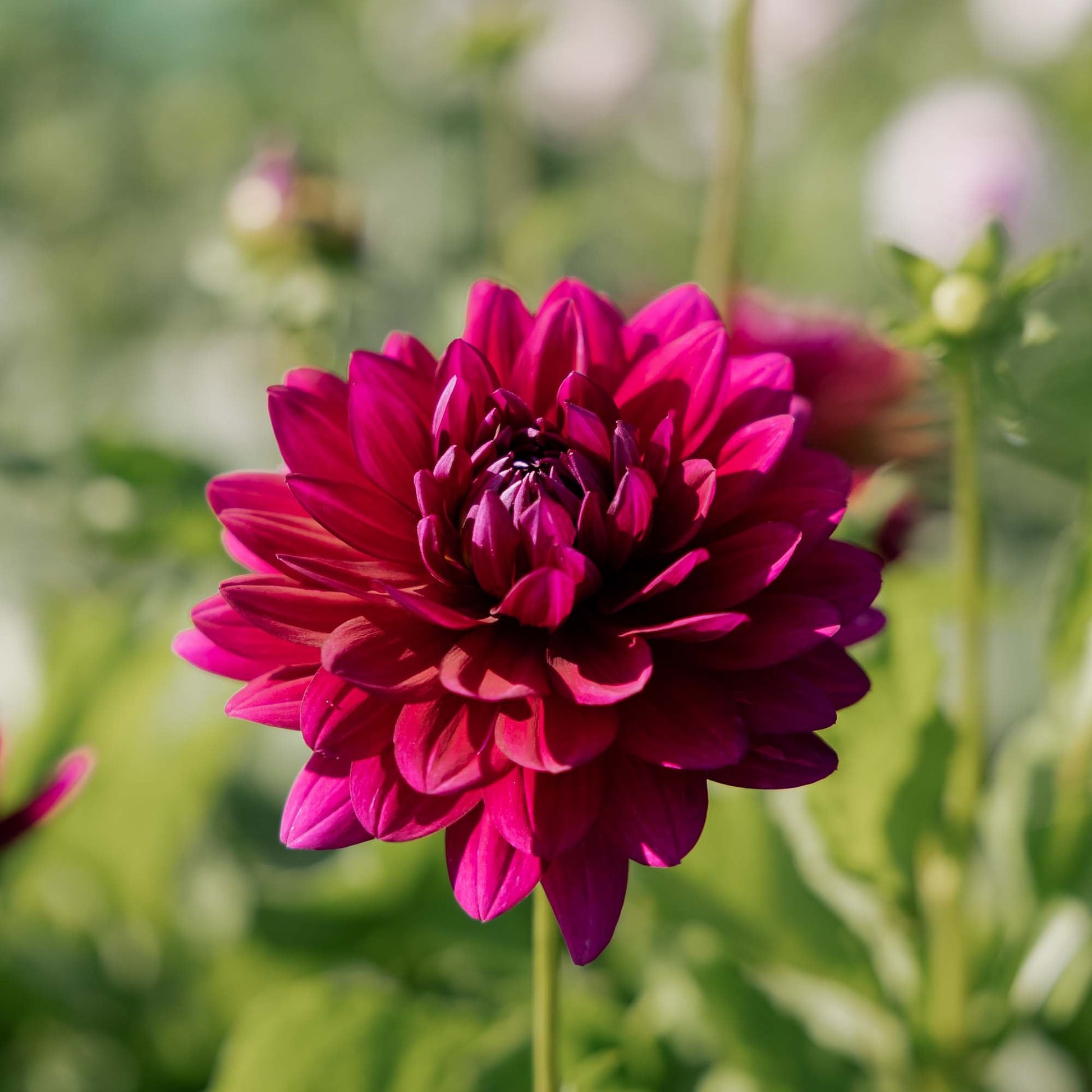 Dalia 'Berner Oberland'