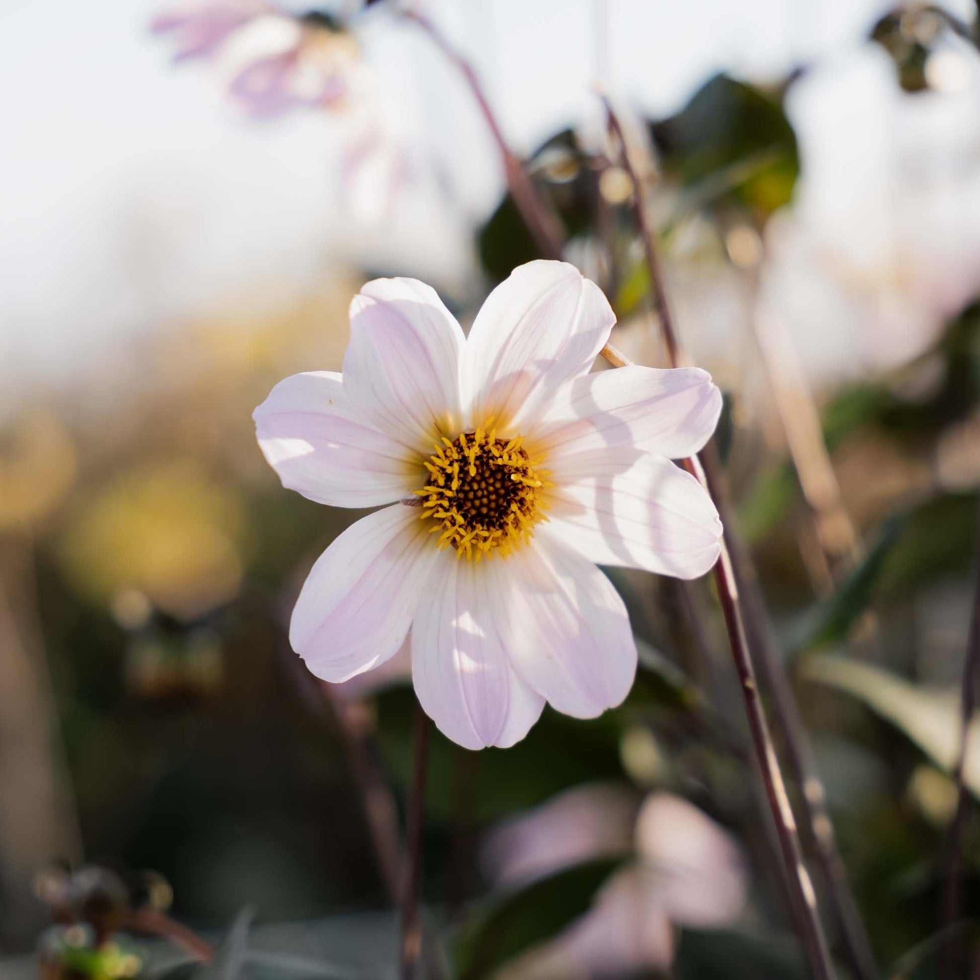 Dalia 'Bishop of Dover'