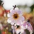 Dalia 'Bishop of Dover'