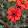 Dalia 'Bishop of Oxford'