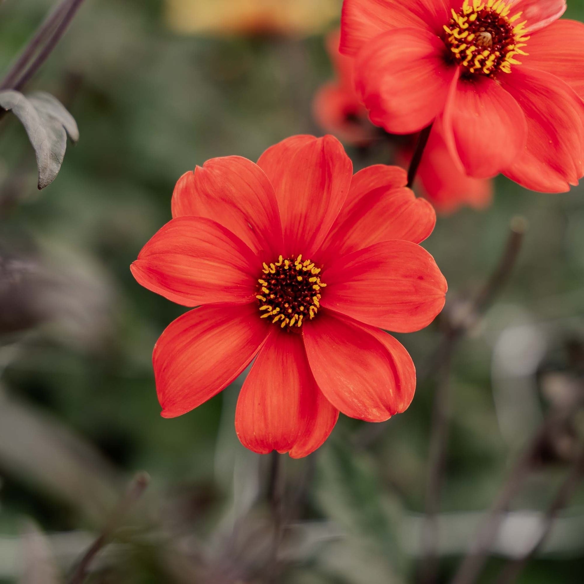 Dalia 'Bishop of Oxford'