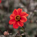 Dalia 'Bishop of Oxford'