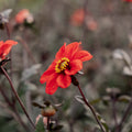 Dalia 'Bishop of Oxford'
