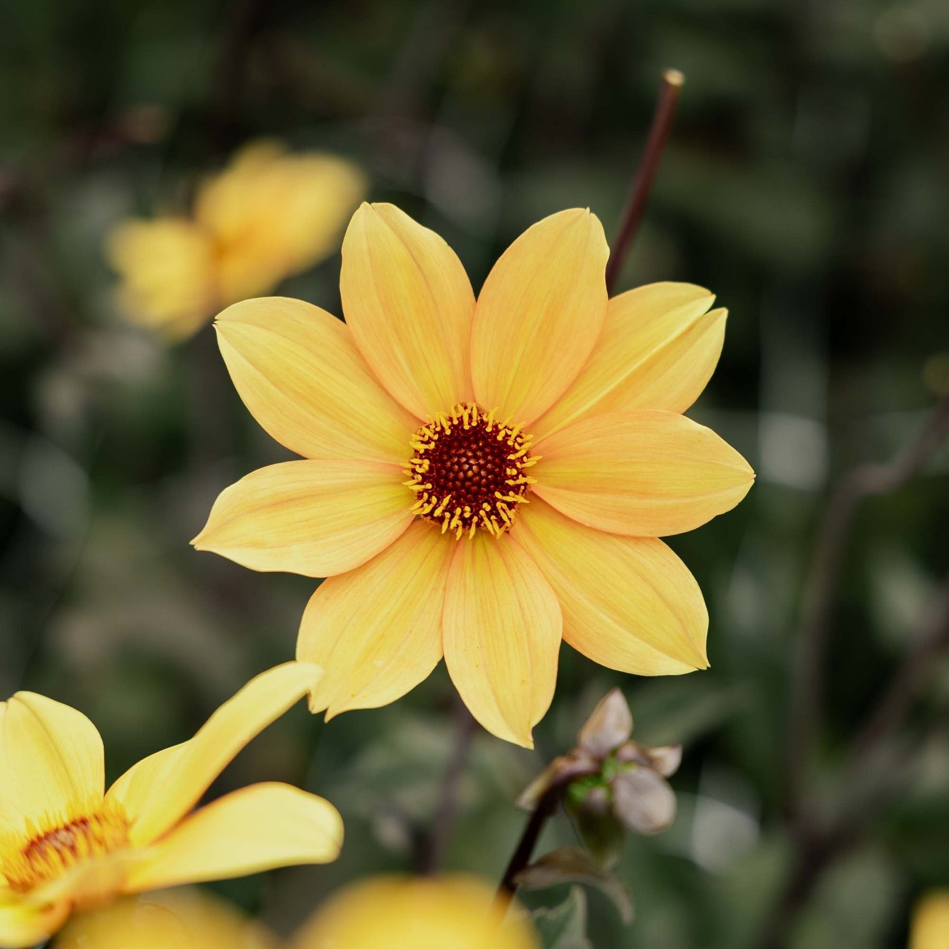 Dalia 'Bishop of York'