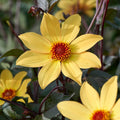 Dalia 'Bishop of York'