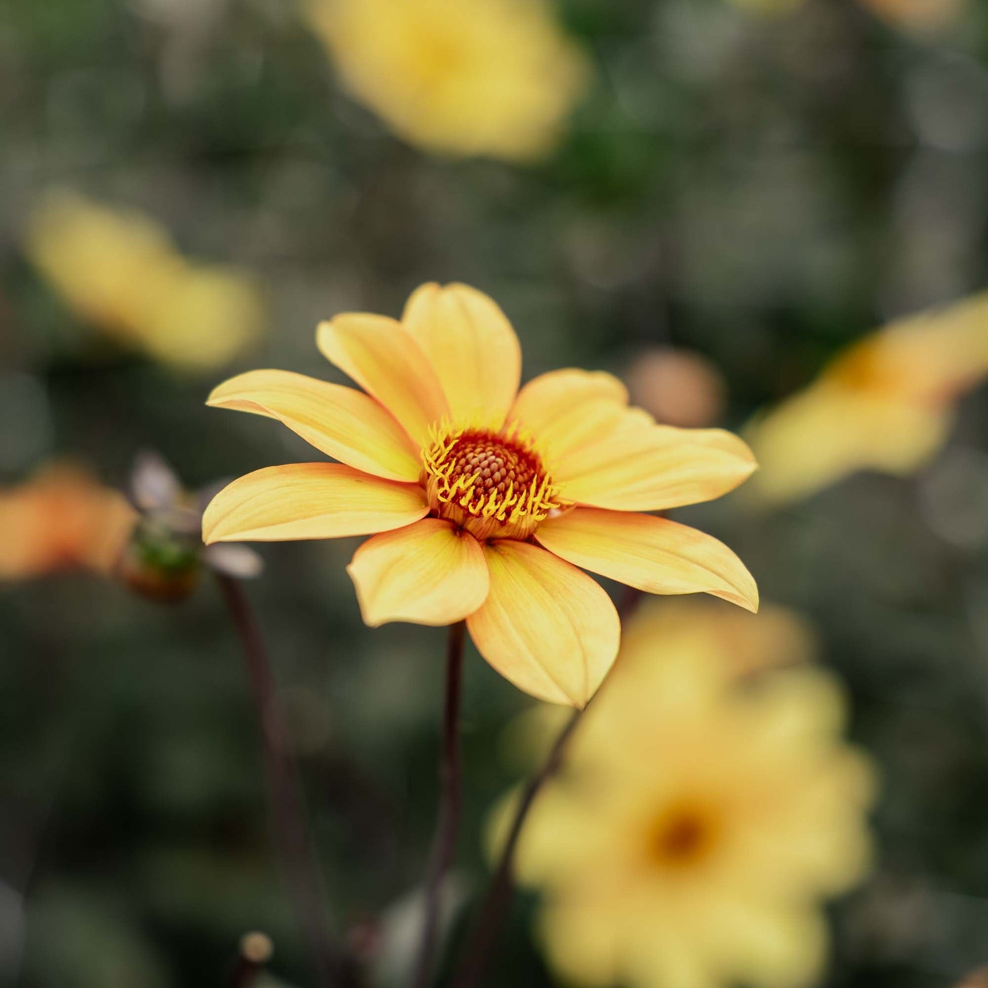 Dalia 'Bishop of York'