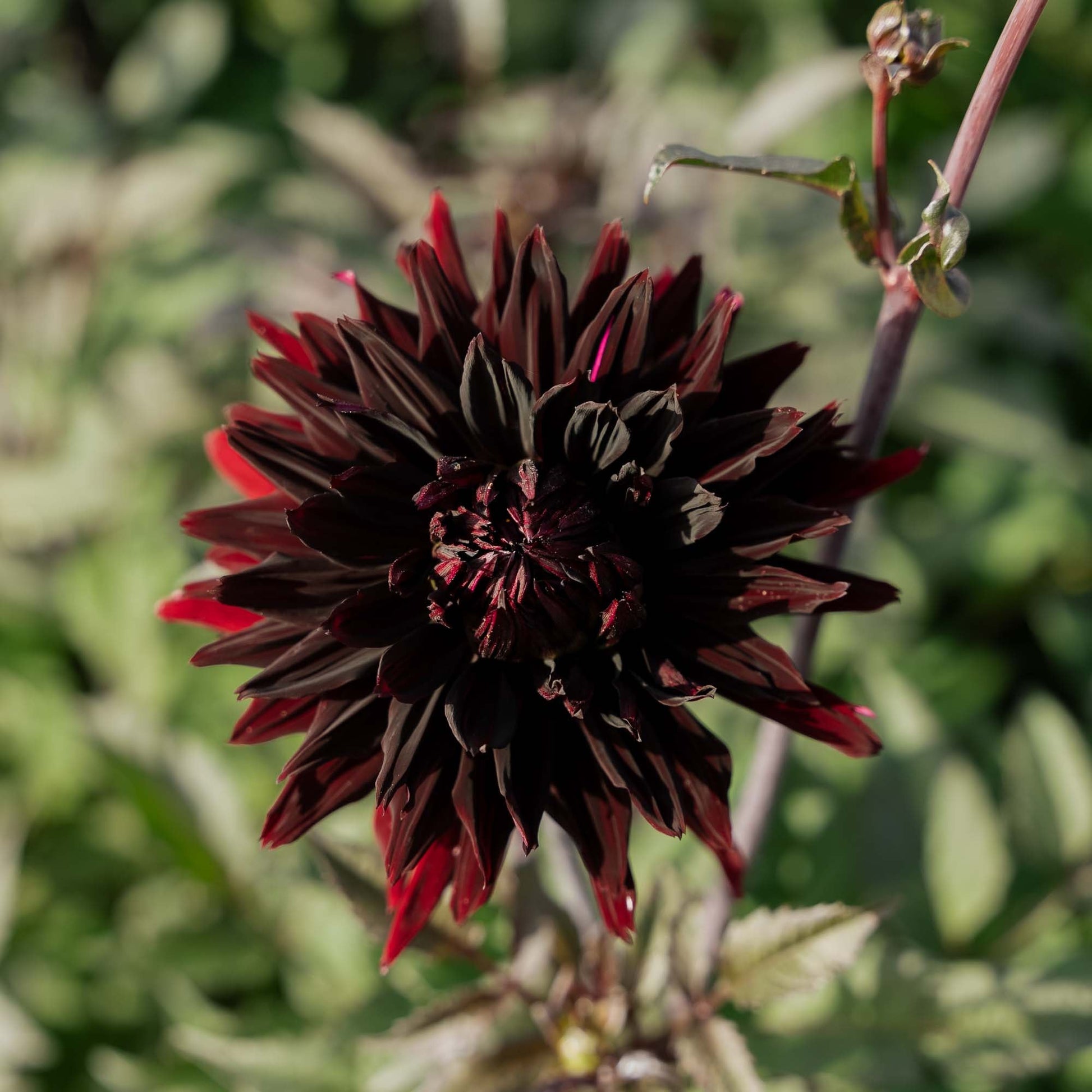 Dalia 'Black Jack'