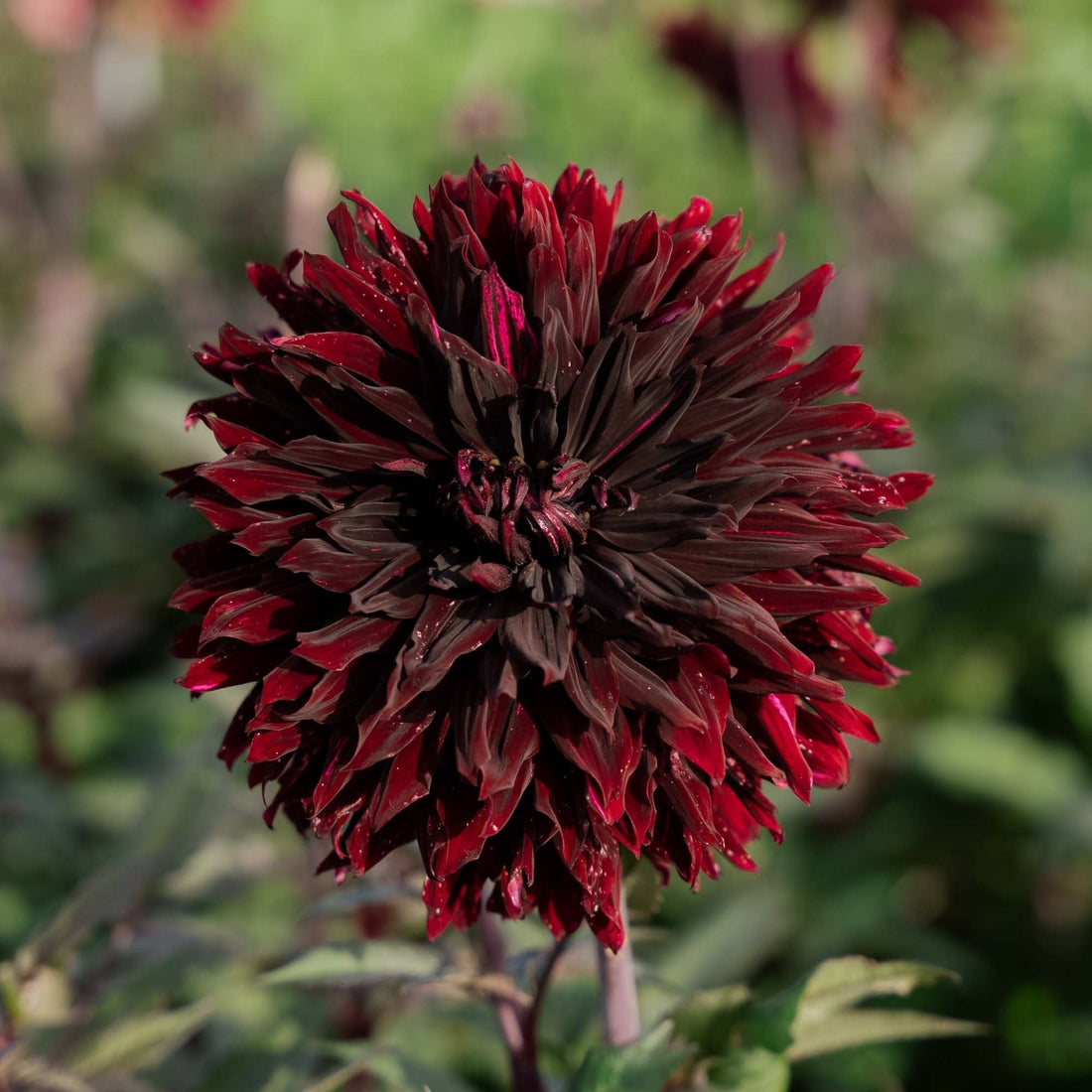 Dalia 'Black Jack'