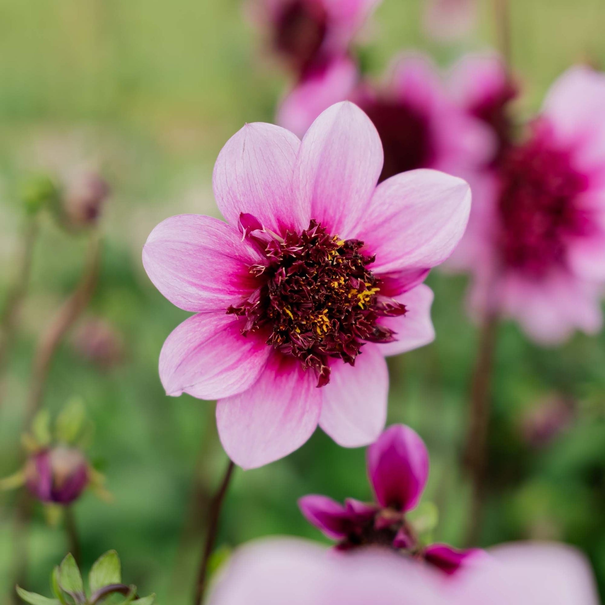 Dalia 'Blue Bayou'
