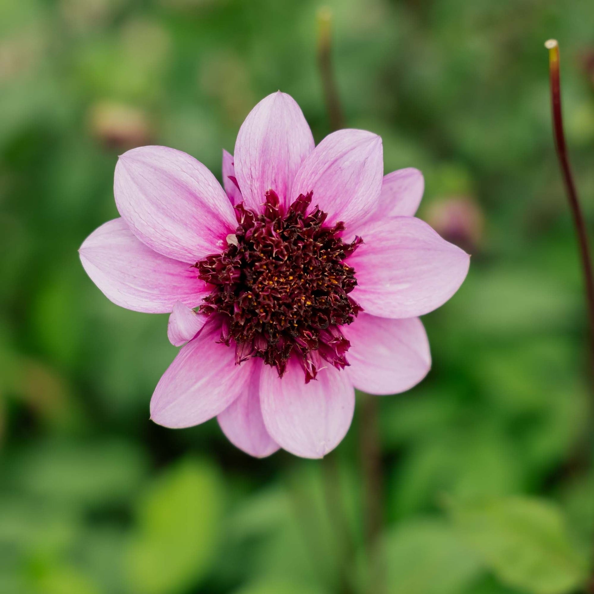 Dalia 'Blue Bayou'