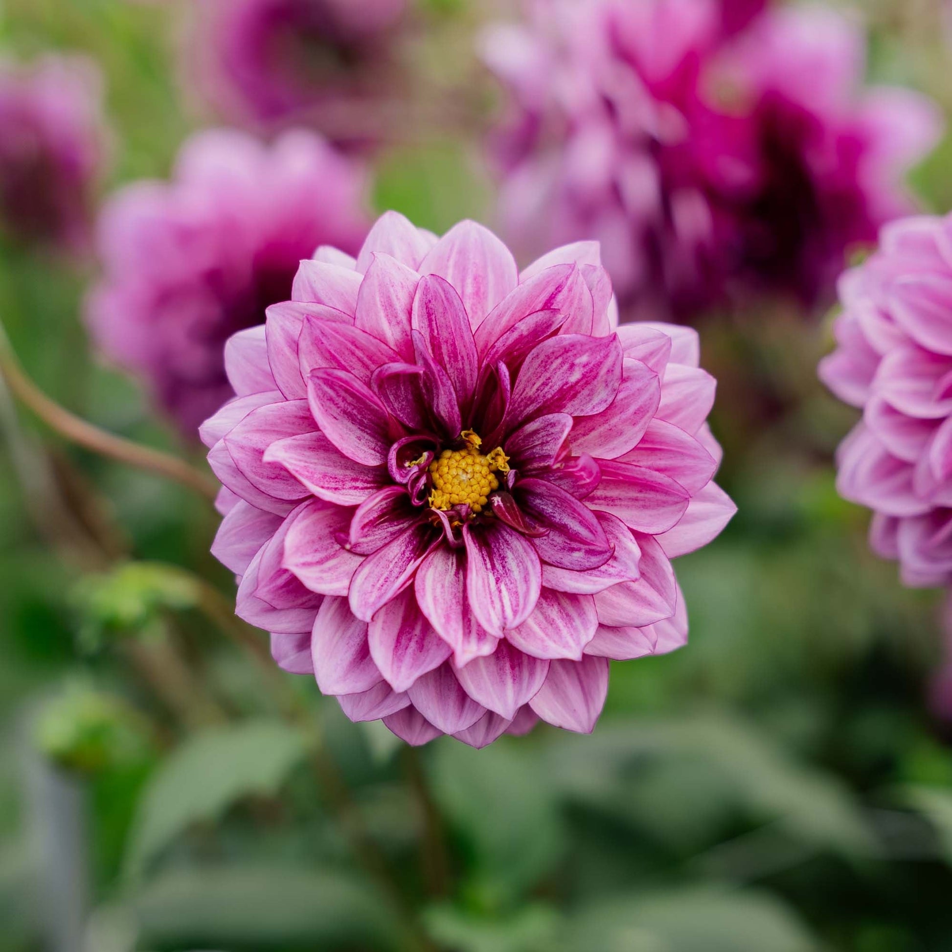 Dalia 'Blue Bell'