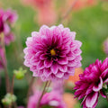Dalia 'Blue Bell'