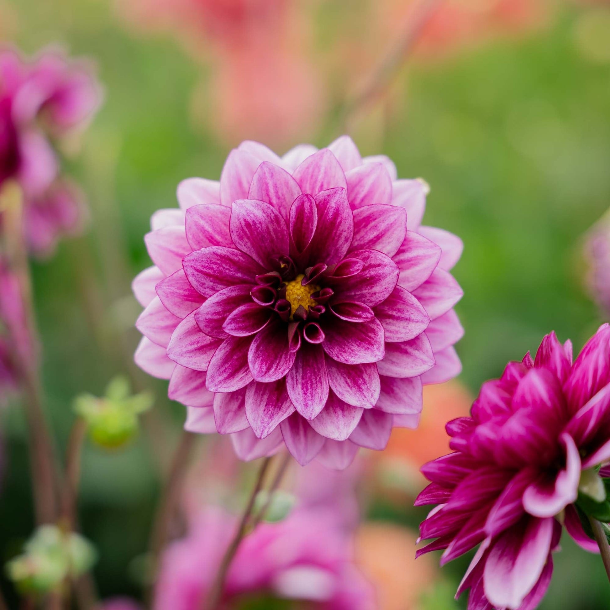 Dalia 'Blue Bell'