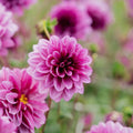 Dalia 'Blue Bell'