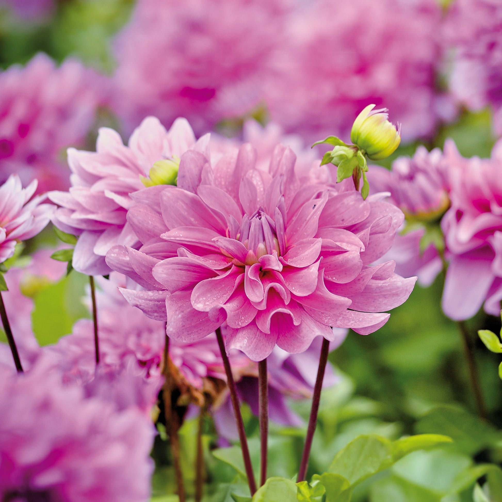 Dalia 'Bluetiful'