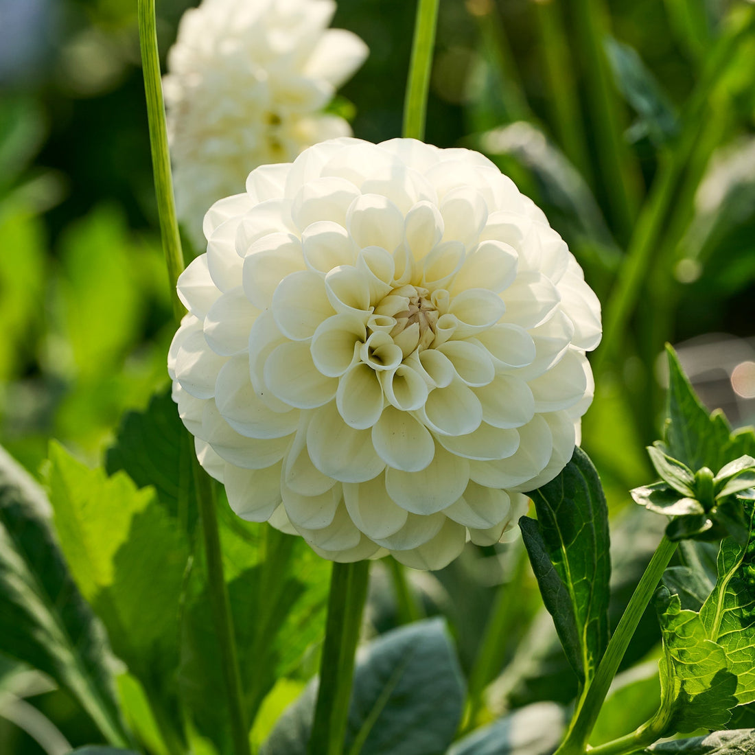 Dalia 'Boom Boom White'