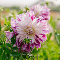 Dalia 'Bristol Stripe'