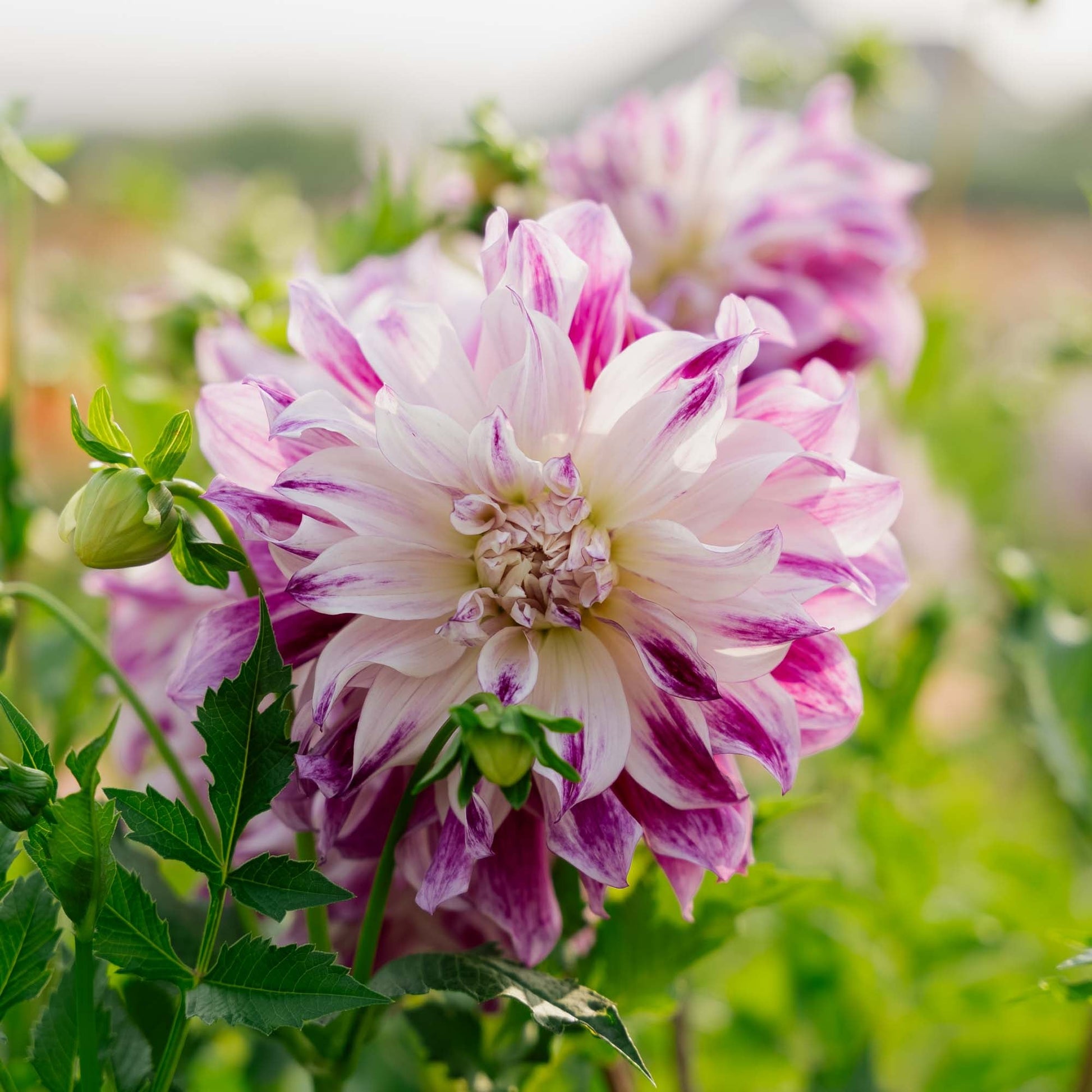 Dalia 'Bristol Stripe'