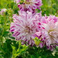 Dalia 'Bristol Stripe'