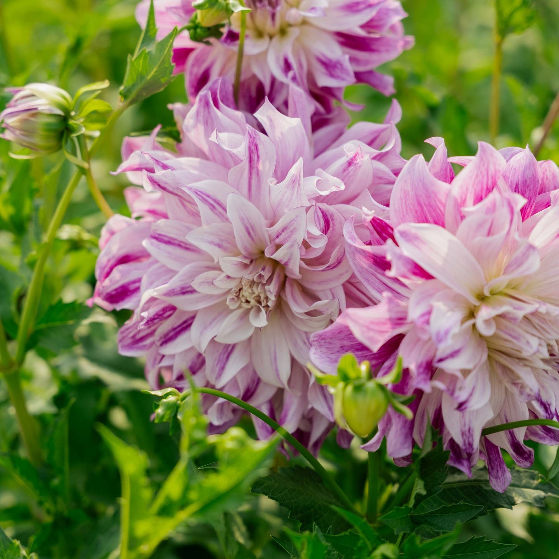 Dalia 'Bristol Stripe'