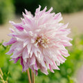 Dalia 'Bristol Stripe'