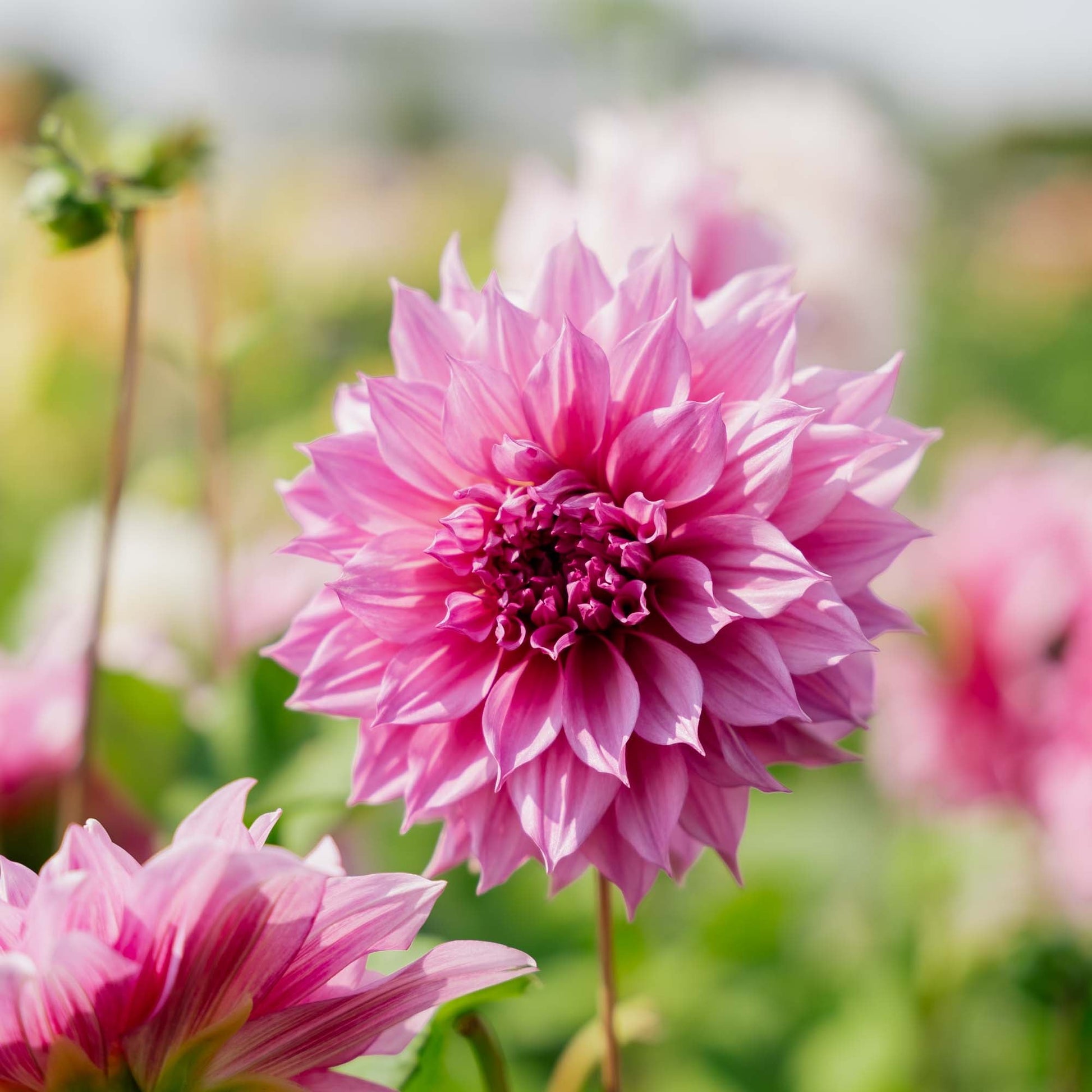 Dalia 'Cafe au Lait Rose'