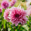 Dalia 'Cafe au Lait Rose'