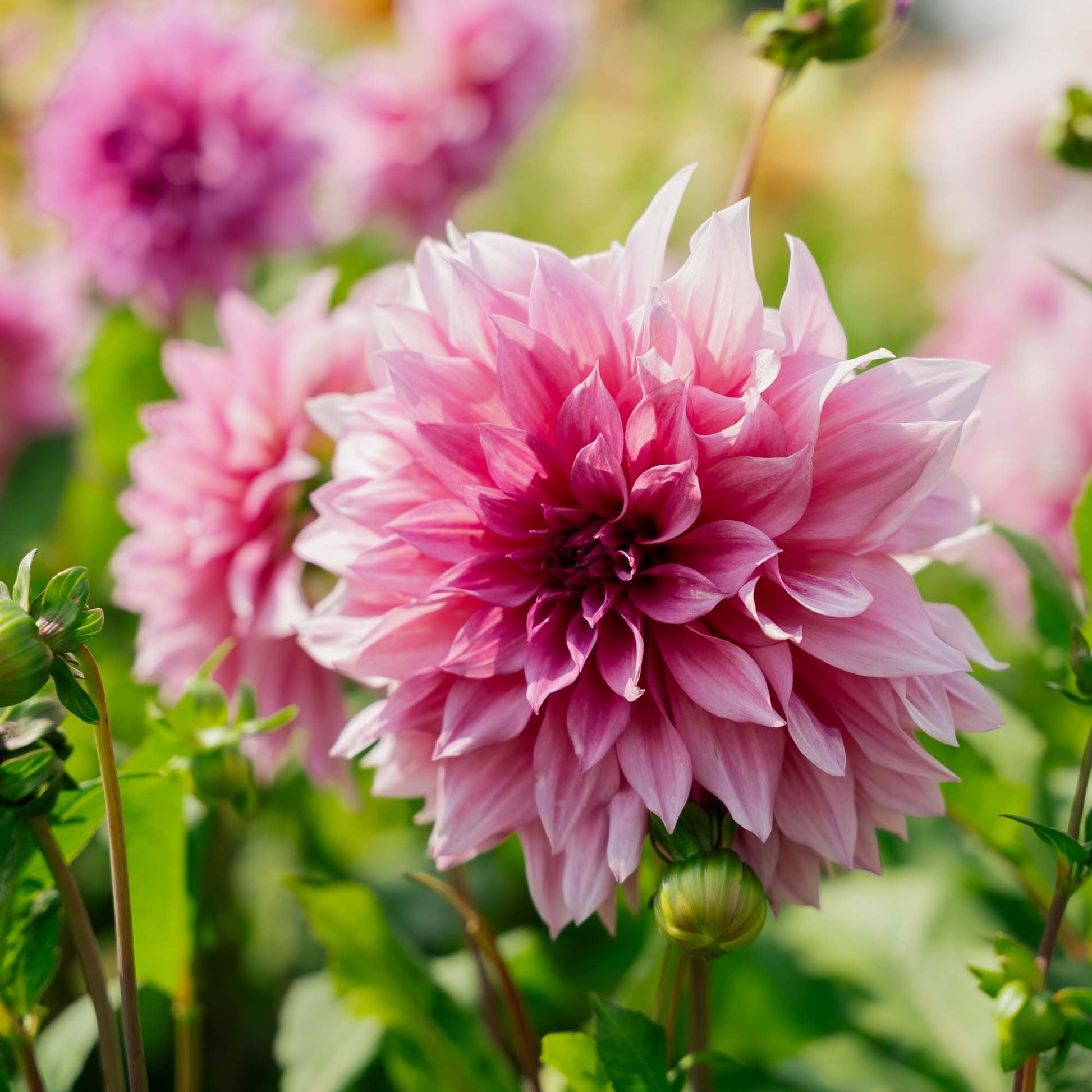 Dalia 'Cafe au Lait Rose'