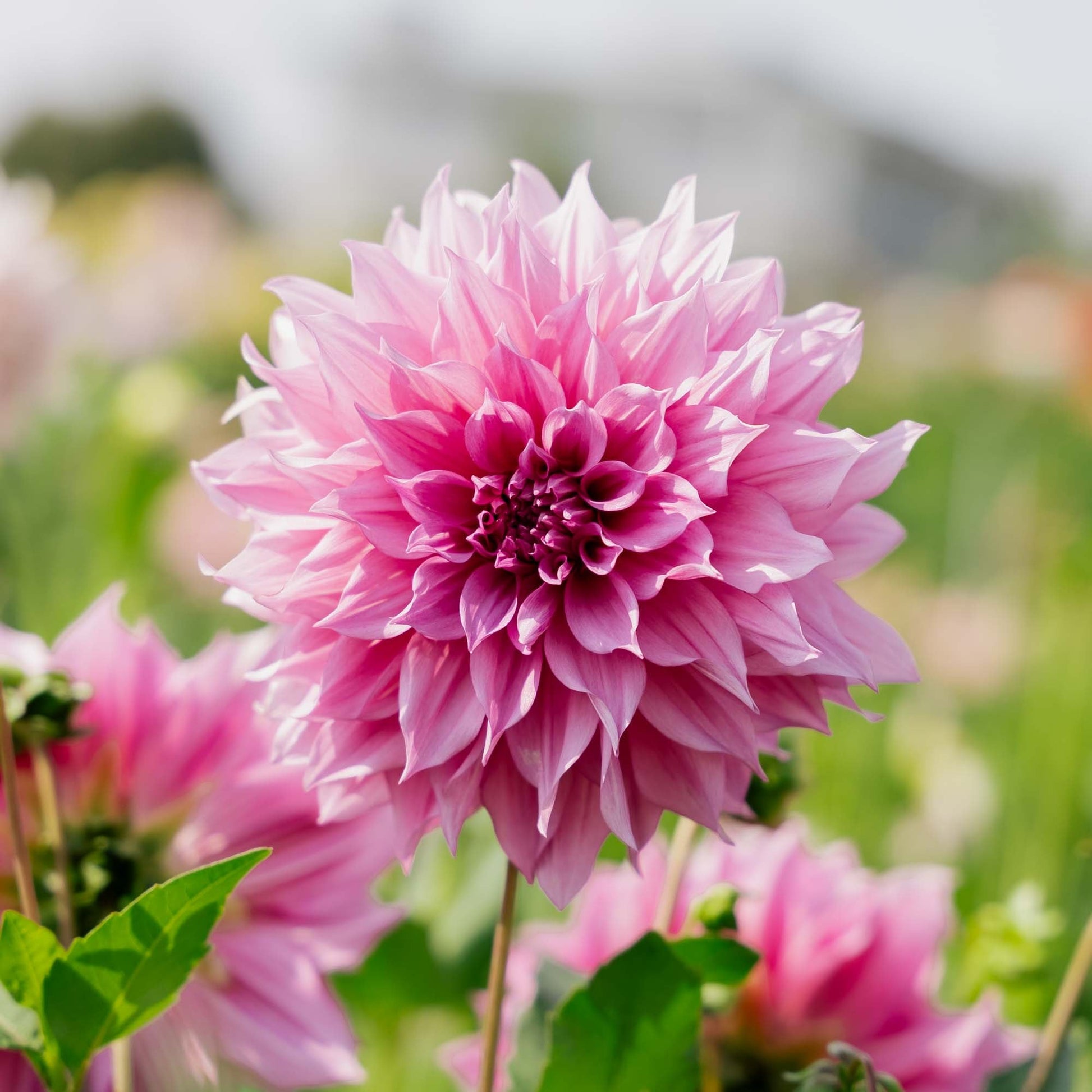Dalia 'Cafe au Lait Rose'