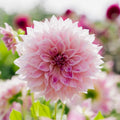 Dalia 'Cafe au Lait Royal'