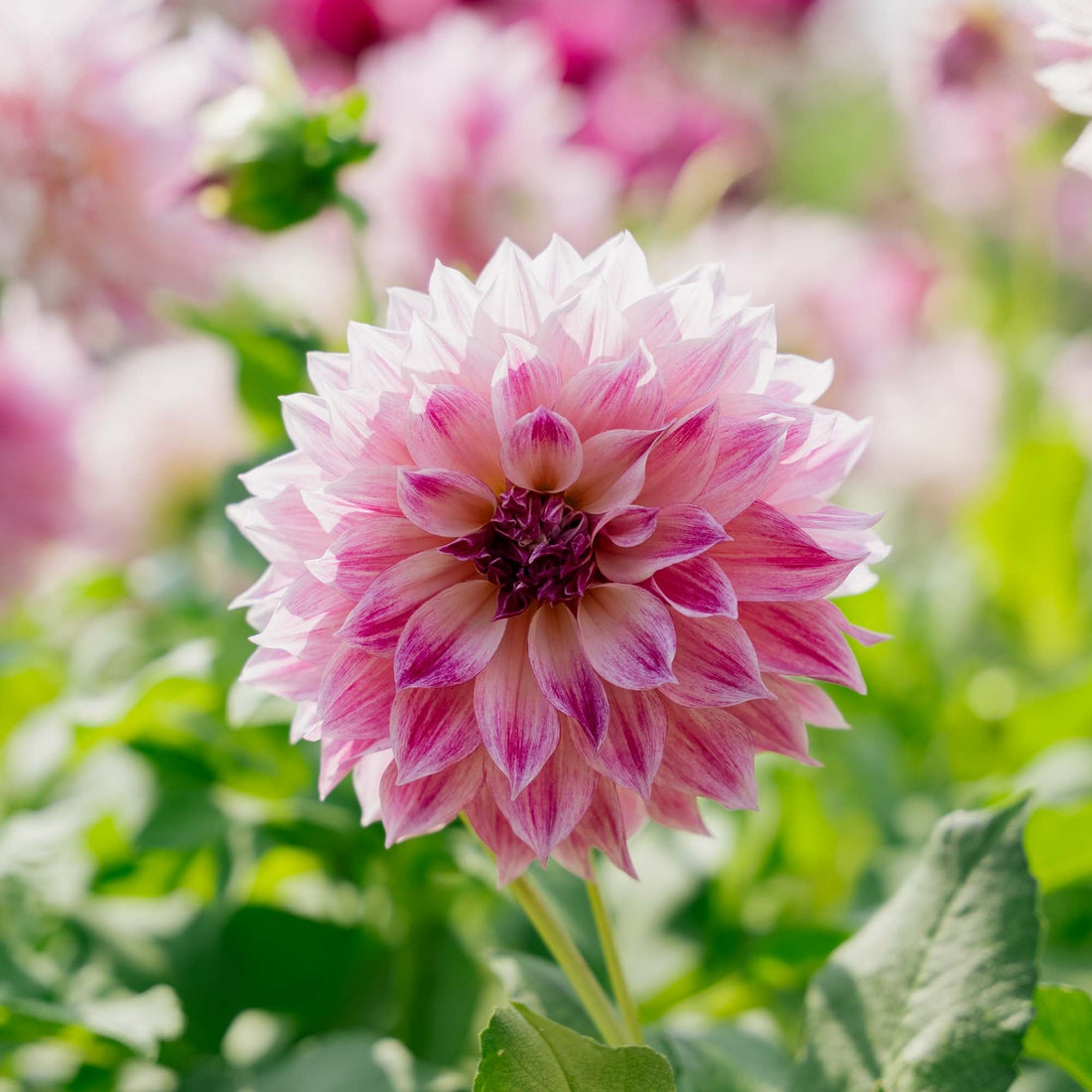 Dalia 'Cafe au Lait Royal'