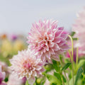 Dalia 'Cafe au Lait Royal'