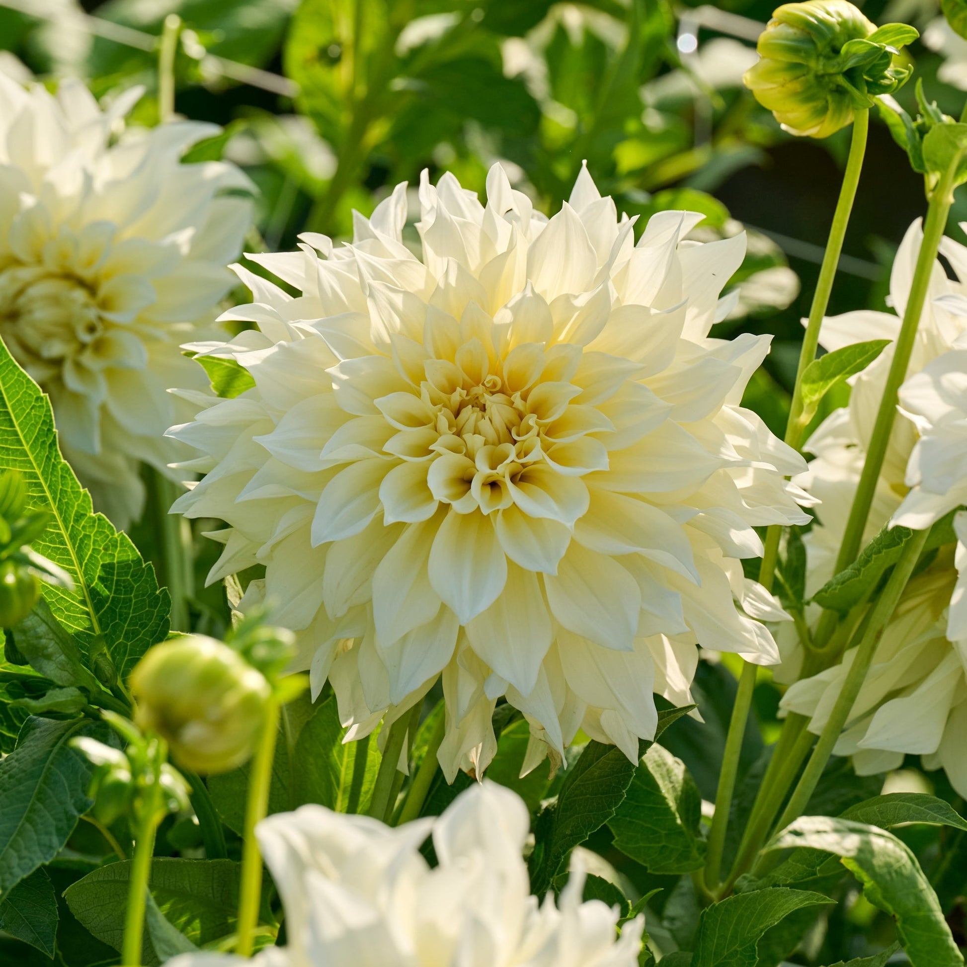 Dalia 'Cafe au Lait Suprême'